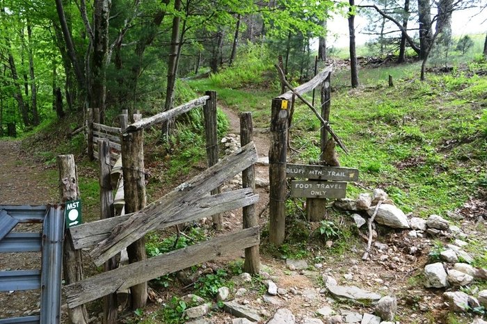 Bluff Mountain Trail In North Carolina Is A Gorgeous Forest Trail