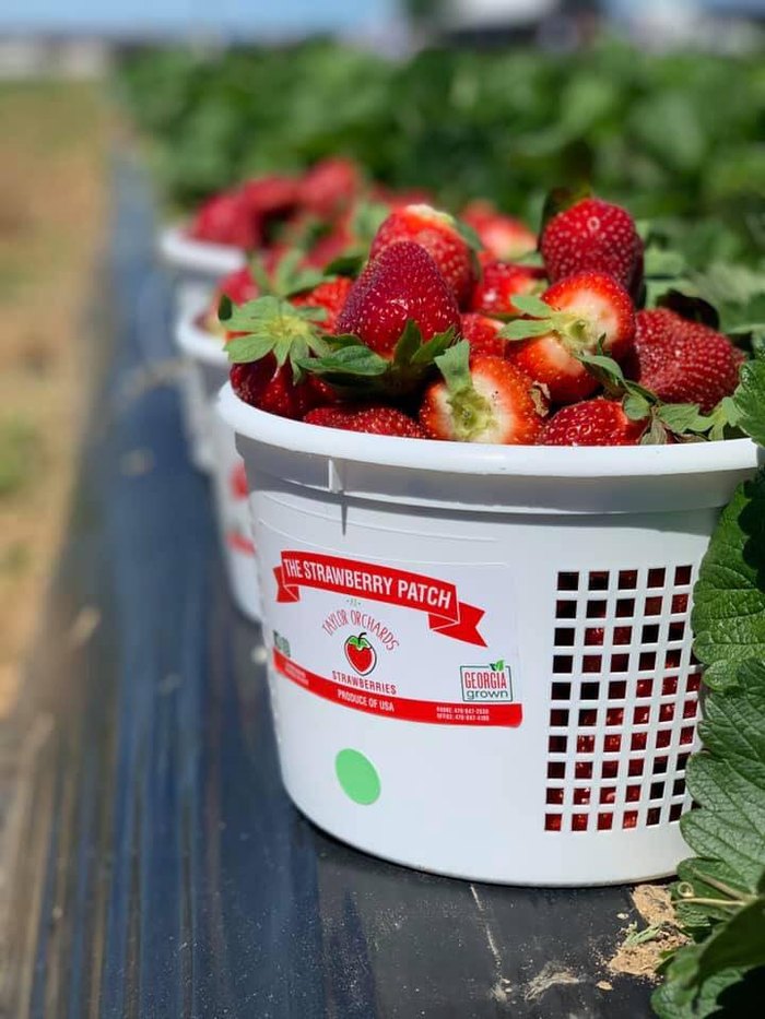 Check Out The Annual Strawberry Festival In Reynolds