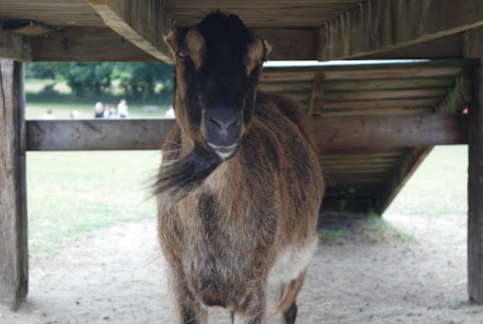 a goat with a beard at SASHA Farm Animal Sanctuary in Michigan