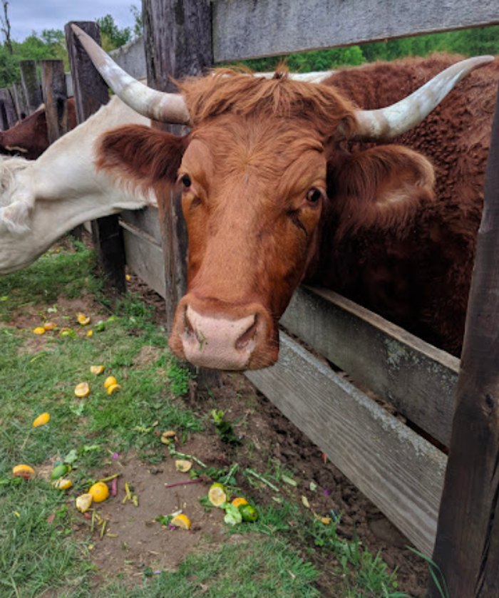 cattle at SASHA Farm Animal Sanctuary in Michigan