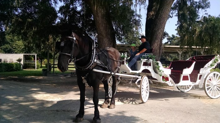 Horse-Drawn Carriage Rides  Temecula, CA - Temecula Carriage Company