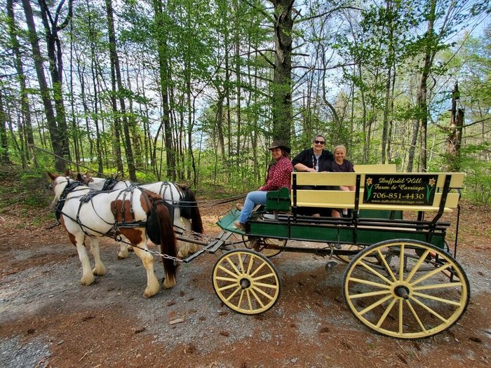 Enjoy A Mountain Carriage Ride From Daffodil Hill Farm In Georgia