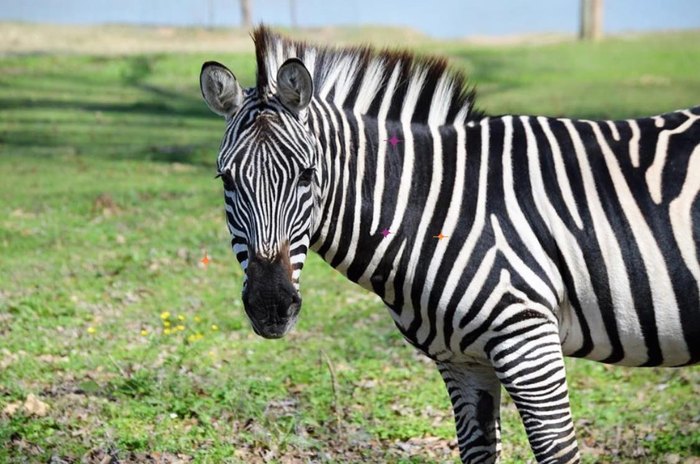 safari ride in louisiana