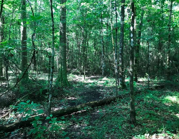 Adventure Awaits For You Along The 1Mile Arrowwood Trail In Louisiana