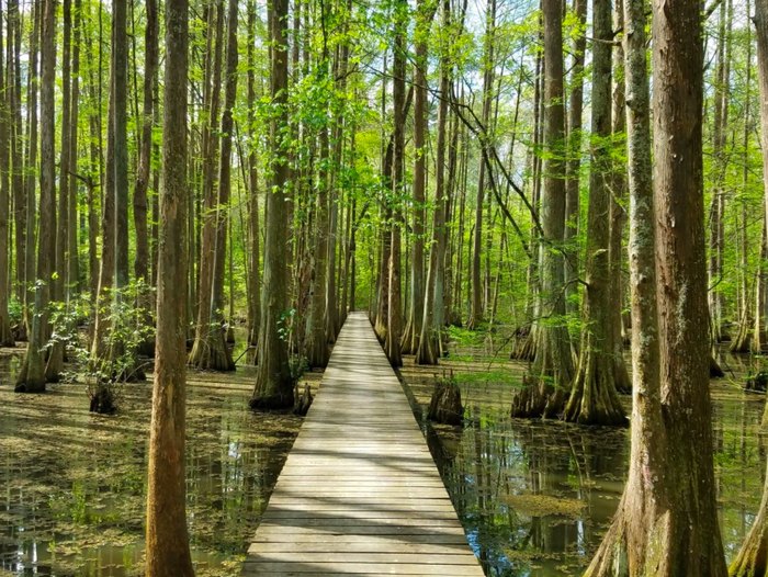 Chicot State Park Is The Single Best State Park In Louisiana