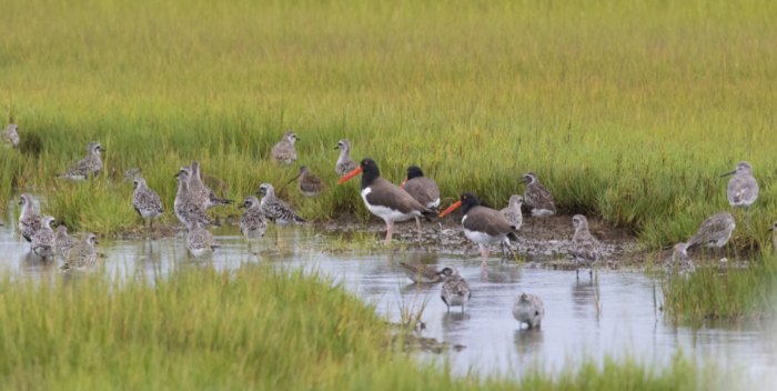 salt marsh tour cape may