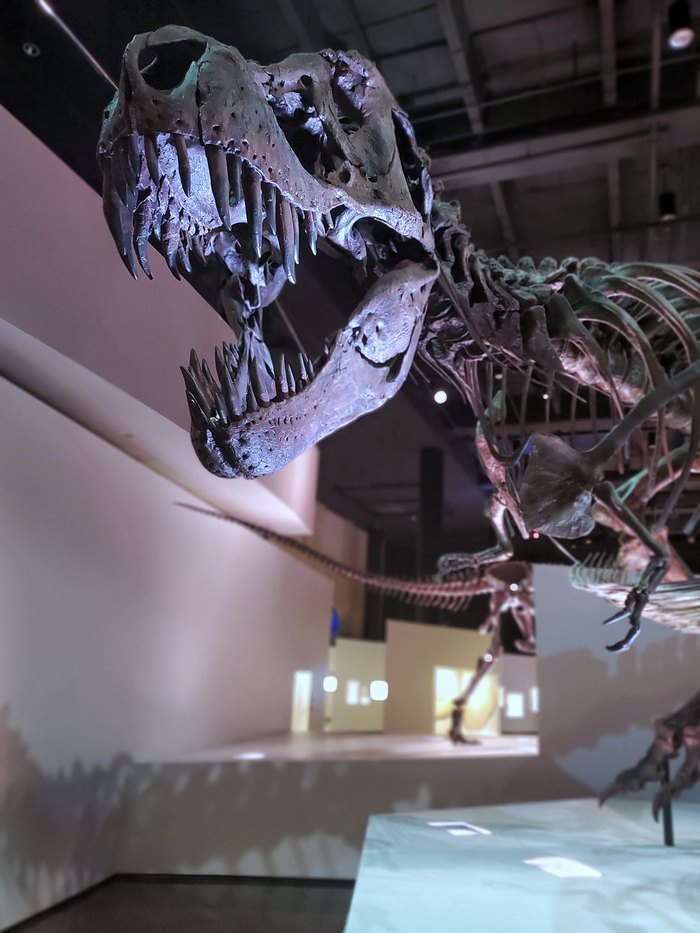 Visit The World's Largest Touring T-Rex Skeleton In Texas This Summer