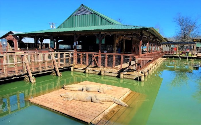 Alligator Farm in Shreveport Louisiana