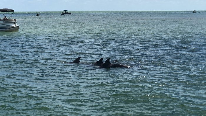Dolphin Island Florida