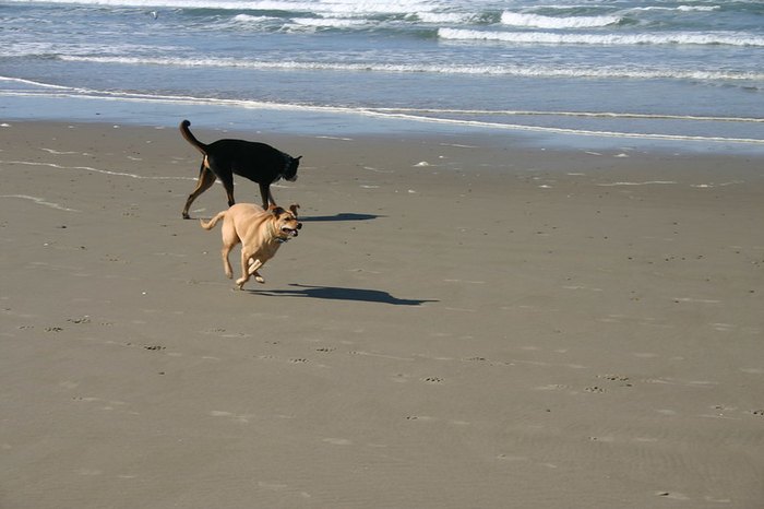 are dogs allowed on oregon coast beaches