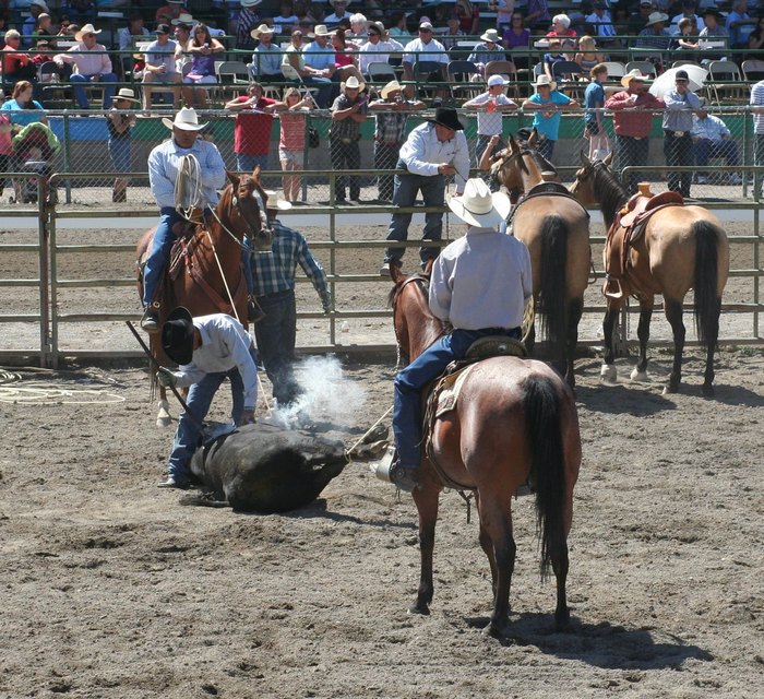 Don’t Miss The 100th Anniversary Of The Elko County Fair This Year In