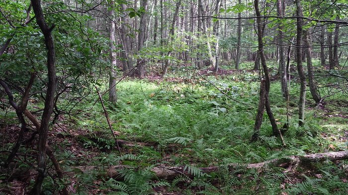 A Trip To This Little Known Ancient Ruin In Connecticut Is Amazing