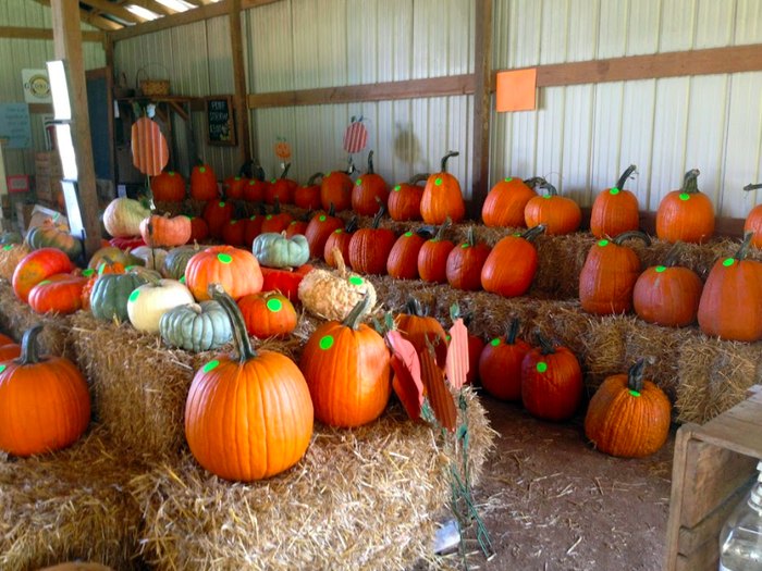 Visiting Mitcham Farm In Georgia Is The Perfect Fall Adventure
