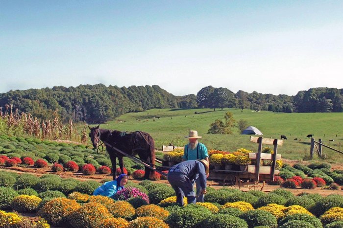 This Tiny Amish Town In Kentucky Is A Perfect Day Trip Destination