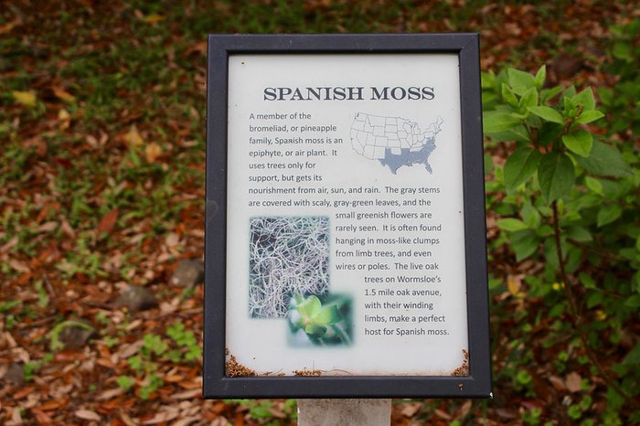 spanish moss winding path