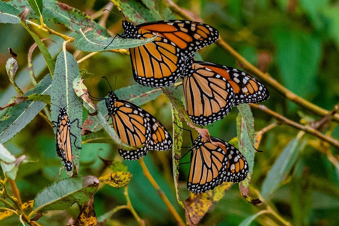Keep Your Eyes Peeled For The Monarch Migration In Cleveland