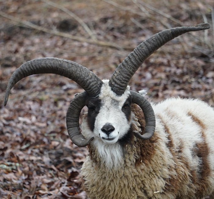 Cuddle Rescued Animals At Barney's Farm Sanctuary In Louisiana