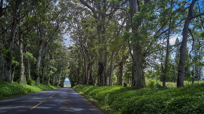 This Tree Tunnel In Hawaii Is Absolutely Magical