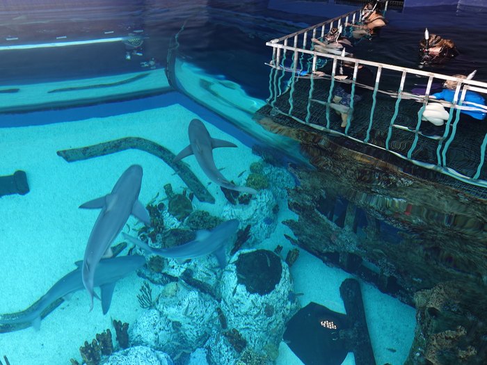 Swim With Sharks at Texas State Aquarium in Corpus Christi