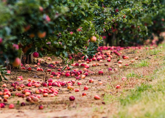 Best Apple Picking In New Jersey Eastmont Orchards