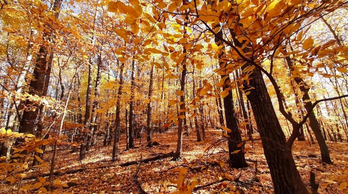 Maplewood State Park Is One Of Minnesota's Best Spots To See Fall Color