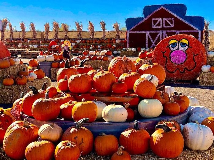 This Pumpkin Patch In New Mexico Is A Classic Fall Tradition