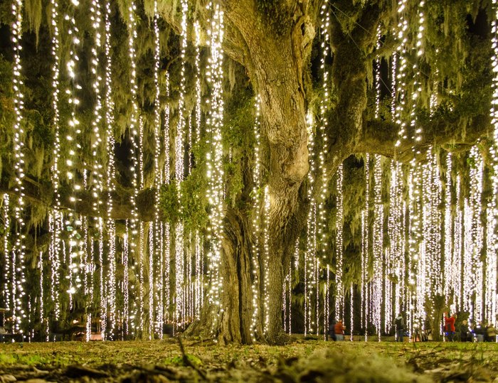 Christmas Lights At Brookgreen Gardens Are Pure Holiday Magic