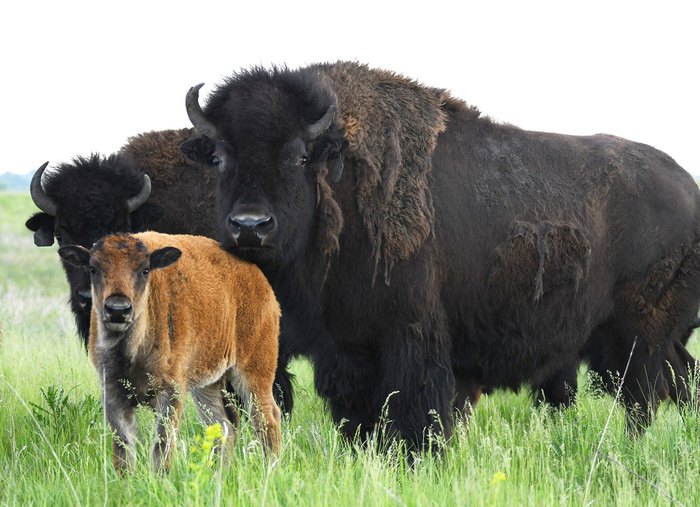 night at the museum bison