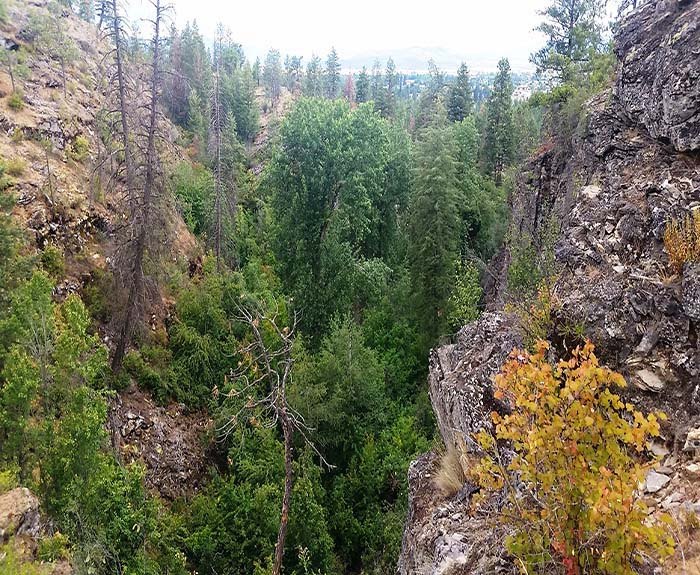 The Post Falls Community Forest In Idaho Is One In A Million 3474
