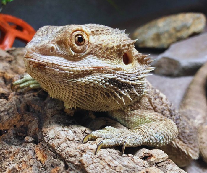 Bearded Dragon - Louisville Zoo