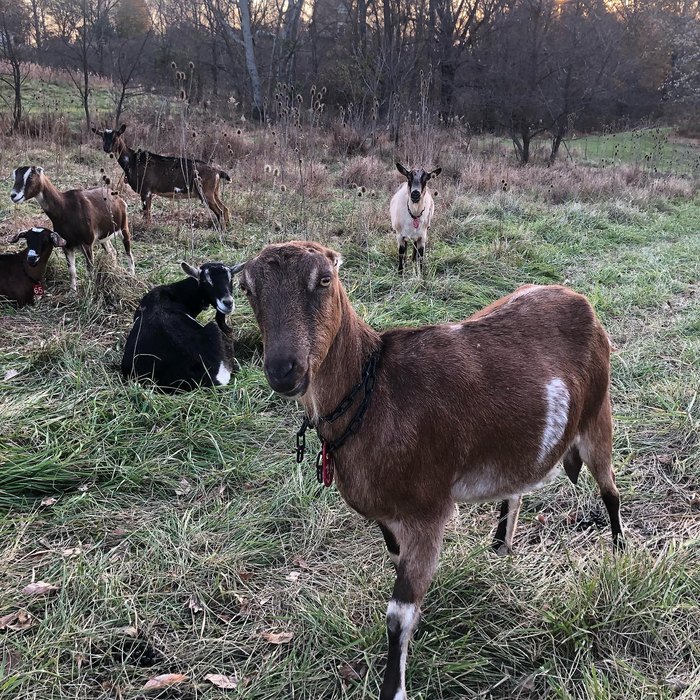 Farmstead Cheese — Georges Mill Farm Artisan Cheese