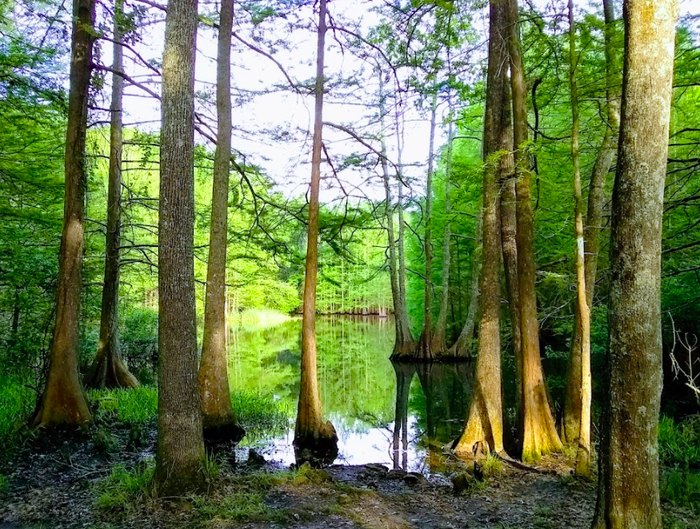 Chicot State Park Is Louisiana's Most Enchanting Campground