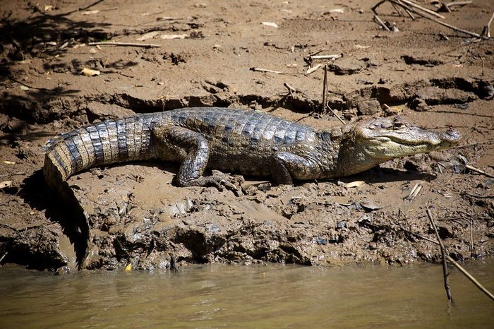 Are There Crocodiles in Minnesota  