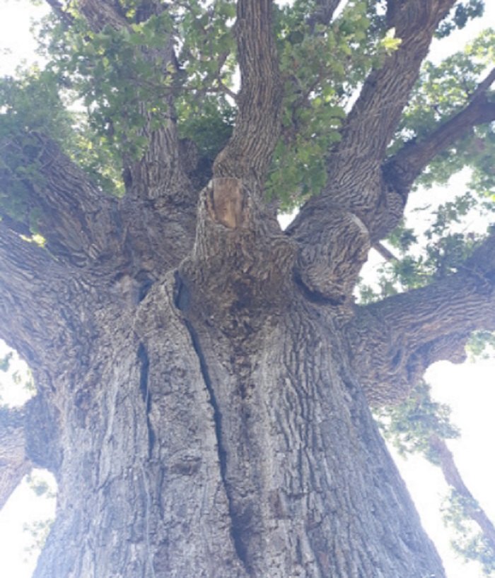 Mcbaine Bur Oak Is The Oldest Living Tree In Missouri 