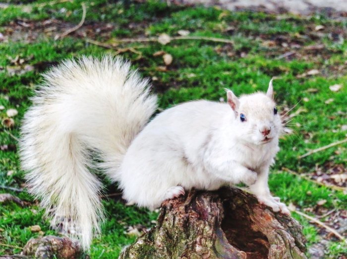 The White Squirrel Capital Of The World Is Brevard, North Carolina