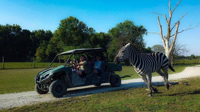 drive thru safari chicago