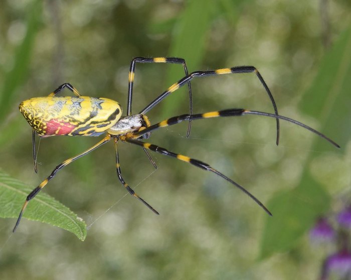 5 Venomous Spiders in Massachusetts this Winter – How to Deal with A Spider  Invasion in Eastern Massachusetts