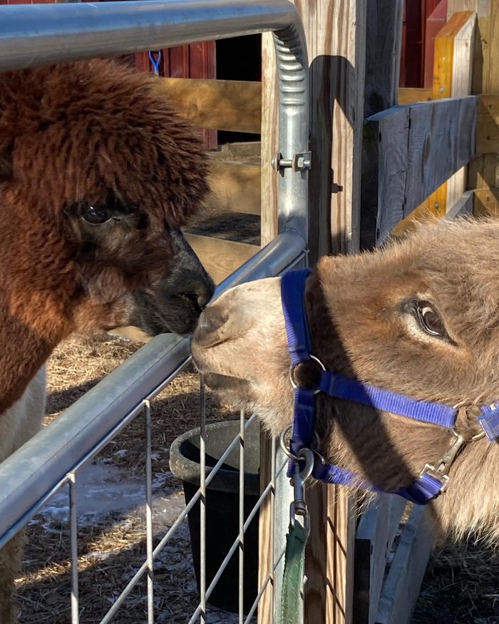 Hope Alpaca Farm – Coastal Rhode Island Farm