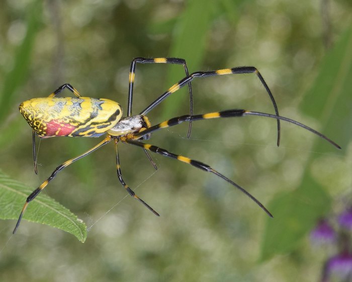 New spider species discovered in southern Indiana cave