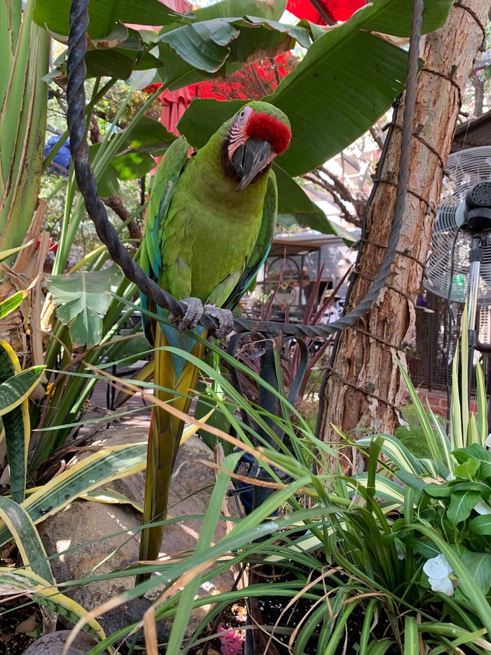 The Perch Brewery In Arizona: Where You Can Dine With Birds