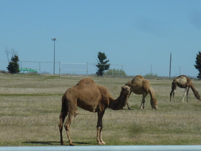 Sharkarosa Wildlife Ranch Is One Of The Best Wildlife Parks In Texas Sharkarosa Wildlife Ranch Is One Of The Best Wildlife Parks In Texas