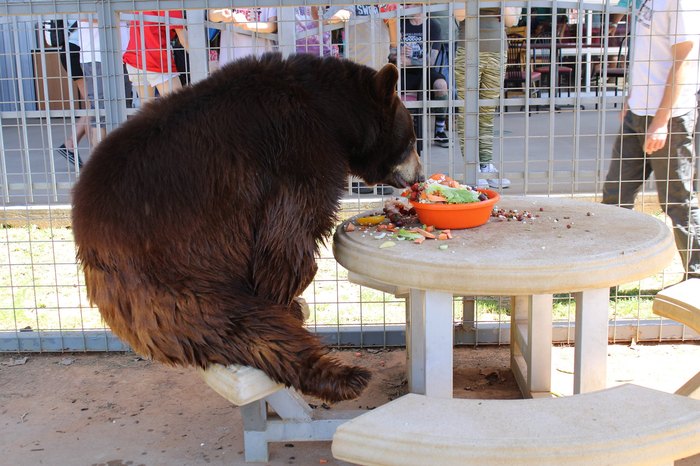 Lions, Tigers, and Bears: This Maine 'Zoo' is Open for 2022