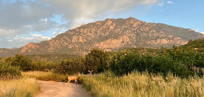 are dogs allowed at cheyenne mountain state park