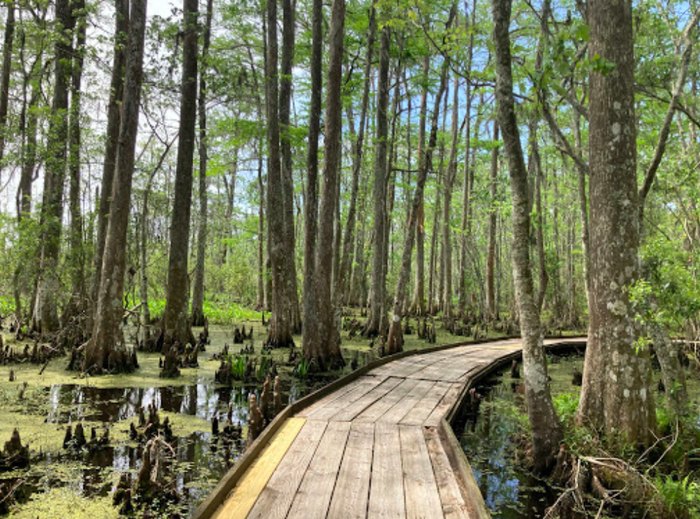 3 Days Exploring Swamps In Louisiana
