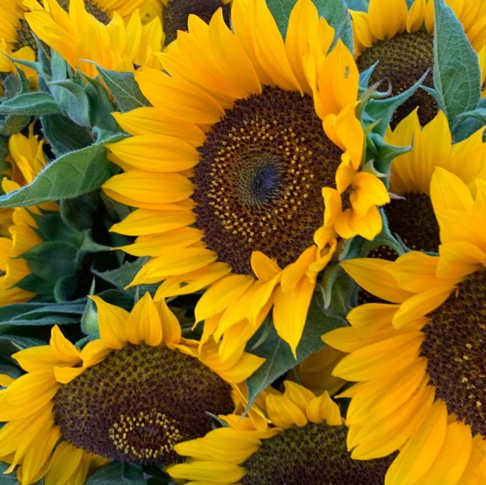 This U-Pick Flower Farm In Mississippi Is Like Something From A Dream