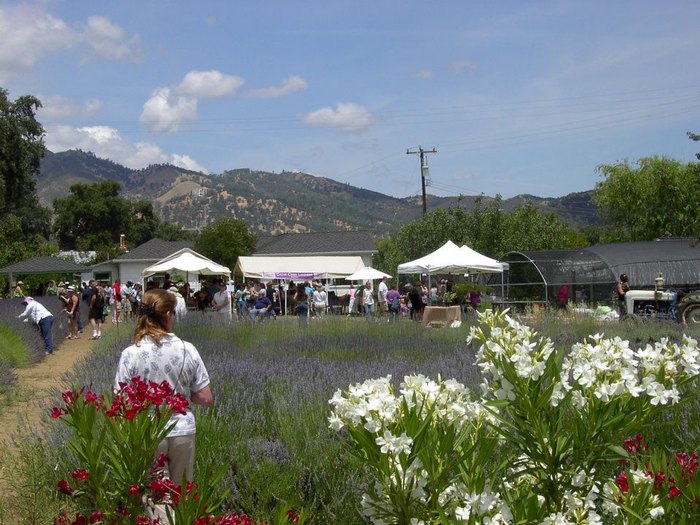 Check Out The Cache Creek Lavender Festival In Northern California