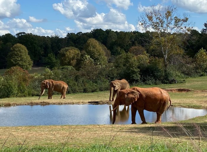 Visit The Largest Zoo In The U.S. At The North Carolina Zoo