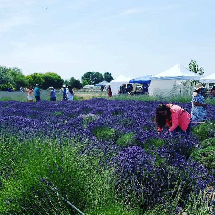 The Lavender Harvest Festival In Idaho Is A Sweet FamilyFriendly Event