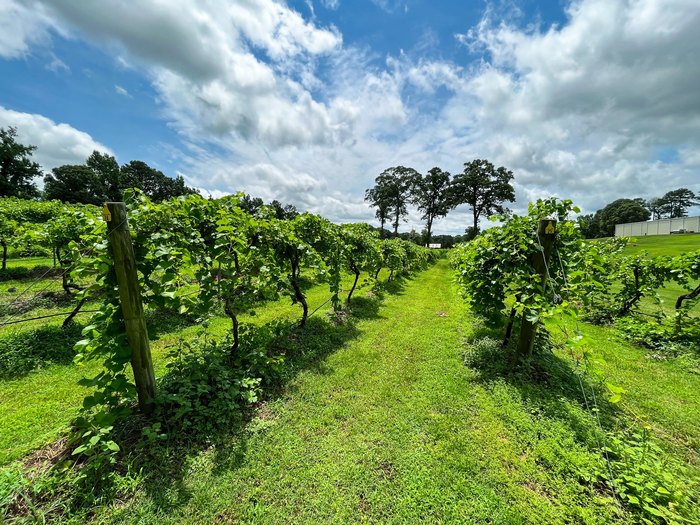 louisiana winery tours