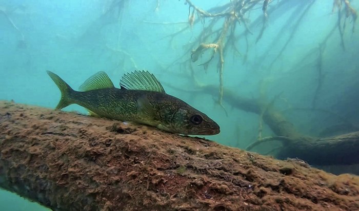 Lake Wazee: The Deepest Lake In Wisconsin